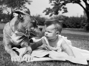 Boxer And Baby