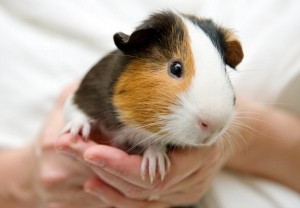 cavia