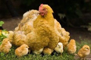 come-riconoscere-le-galline-che-hanno-lattitudine-alla-cova_a4a216810b0ec504faa579a09561eee7