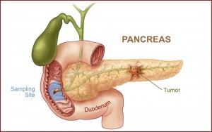 pancreas