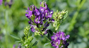 pianta-di-alfa-alfa-o-erba-medica