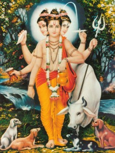 vedaeanimali